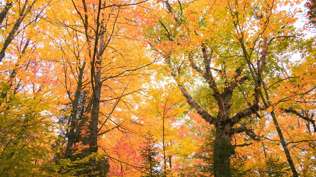 Summerlike weekend on tap in Twin Cities; fall returns early next week — WCCO / CBS Minnesota, Columbia Heights Community news