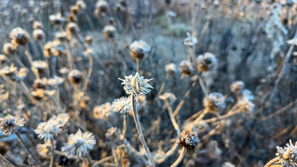 Breezy winds bring cool air to Minnesota, with first frost possible in the metro Friday night — WCCO / CBS Minnesota, Columbia Heights Sports news