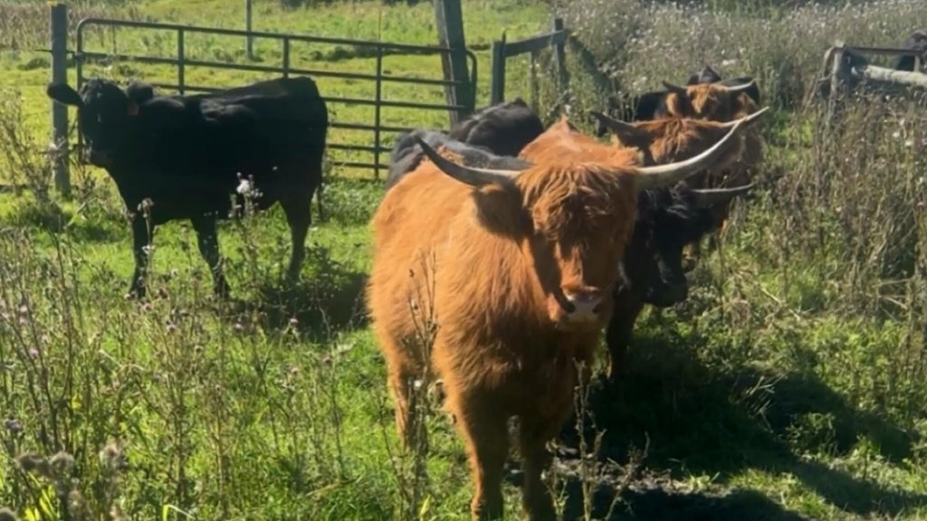 Minnesota farmer calls for thief to return nearly a dozen cows: "You're going to go to jail" — WCCO / CBS Minnesota, Columbia Heights Community news
