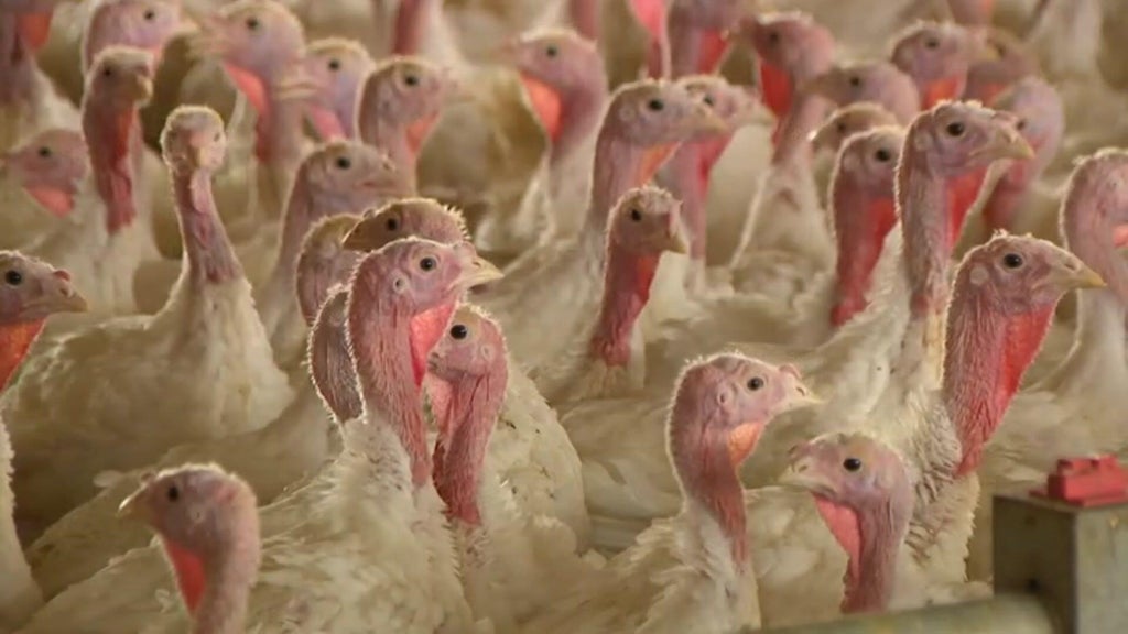Bird flu confirmed in Barron County, Wisconsin, commercial poultry flock — WCCO / CBS Minnesota, Columbia Heights Real Estate news