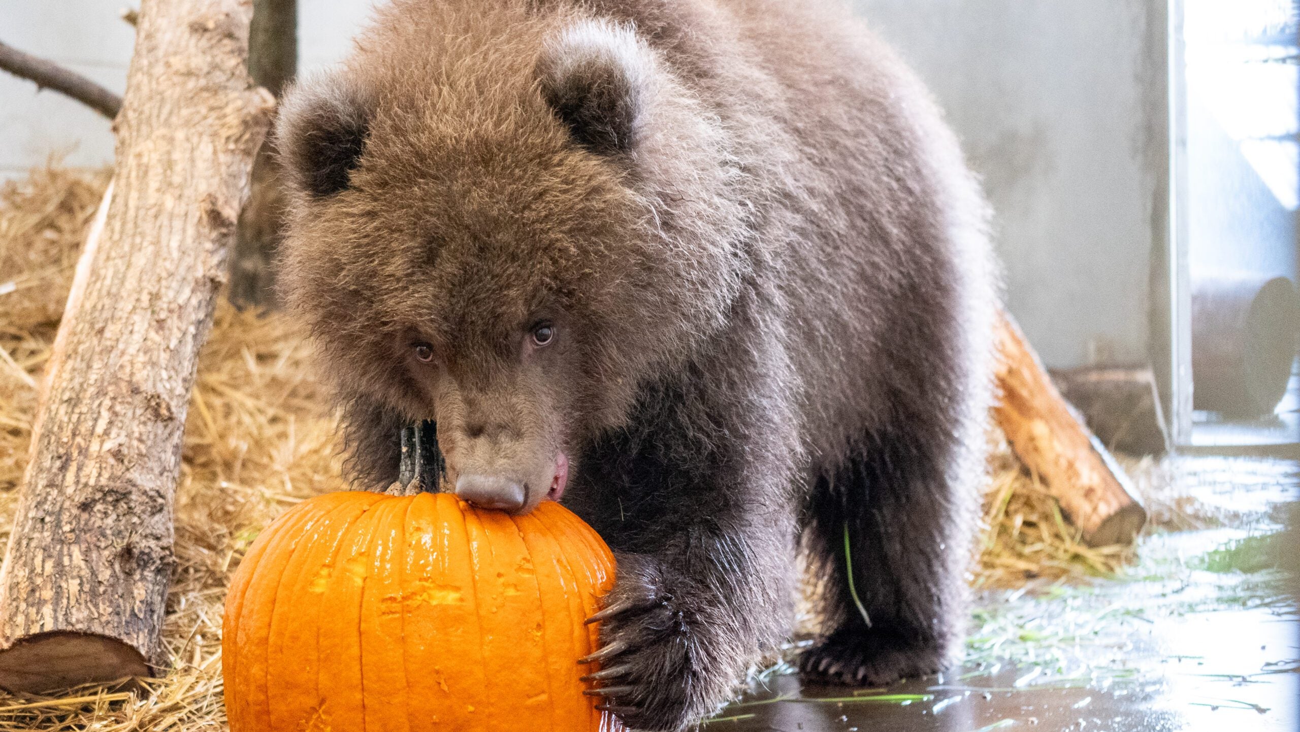 Minnesota Zoo welcomes 3 orphaned brown bear cubs rescued from Alaska — Columbia Heights Health news