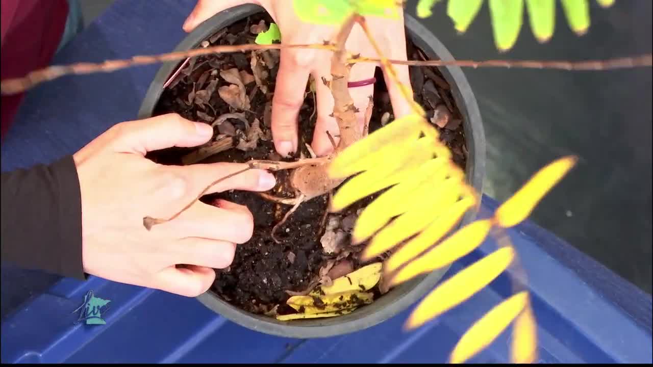 Tips for Planting Trees — KSTP 5, Columbia Heights Community news