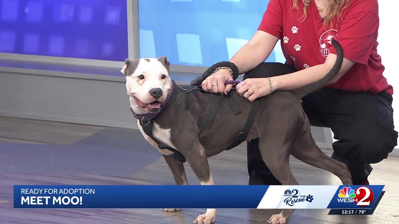 Moo at Southeast Volusia Humane Society is looking for a home — WESH 2 Orlando, Columbia Heights Community news
