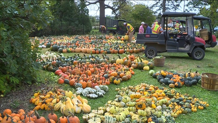 Pumpkin 101: Best to cook, carve & display — KARE 11 Local, Columbia Heights Community news