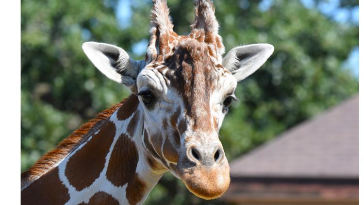 Como Zoo mourns loss of beloved giraffe, 'Skeeter' — Columbia Heights Community news