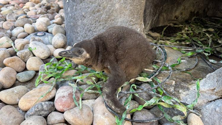 Cameron Park Zoo announces name of new baby penguin — KCEN (Central Texas)