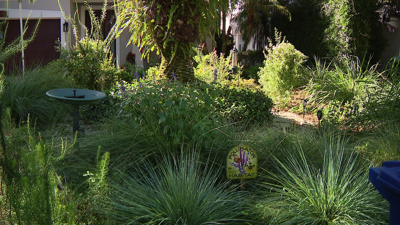 Florida city offers homeowners up to $3,000 to ditch thirsty grass — a move that slashes their water bills — FOX 9, Columbia Heights Community news