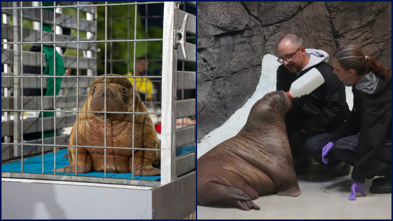 Orphaned baby walrus in Alaska flown 4,800 miles to new home in Florida — FOX 9, Columbia Heights Community news