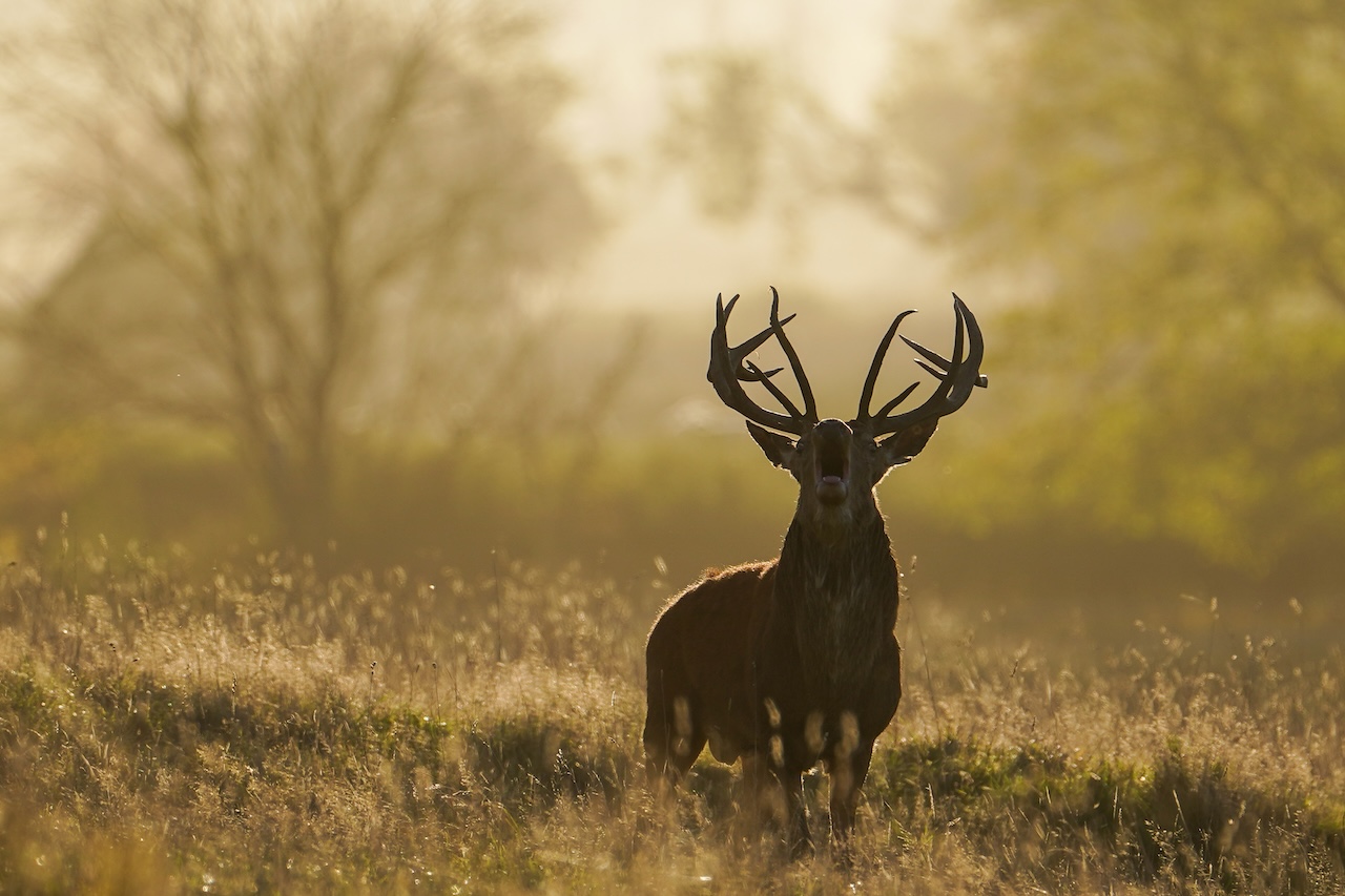 Deer-related crashes spike in the fall. Here's why. — FOX 9, Columbia Heights Sports news