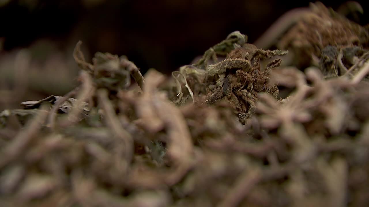 Hemp THC deadline hits $200 million industry, leads to layoffs, but liquor stores may maintain — FOX 9, Columbia Heights Business news