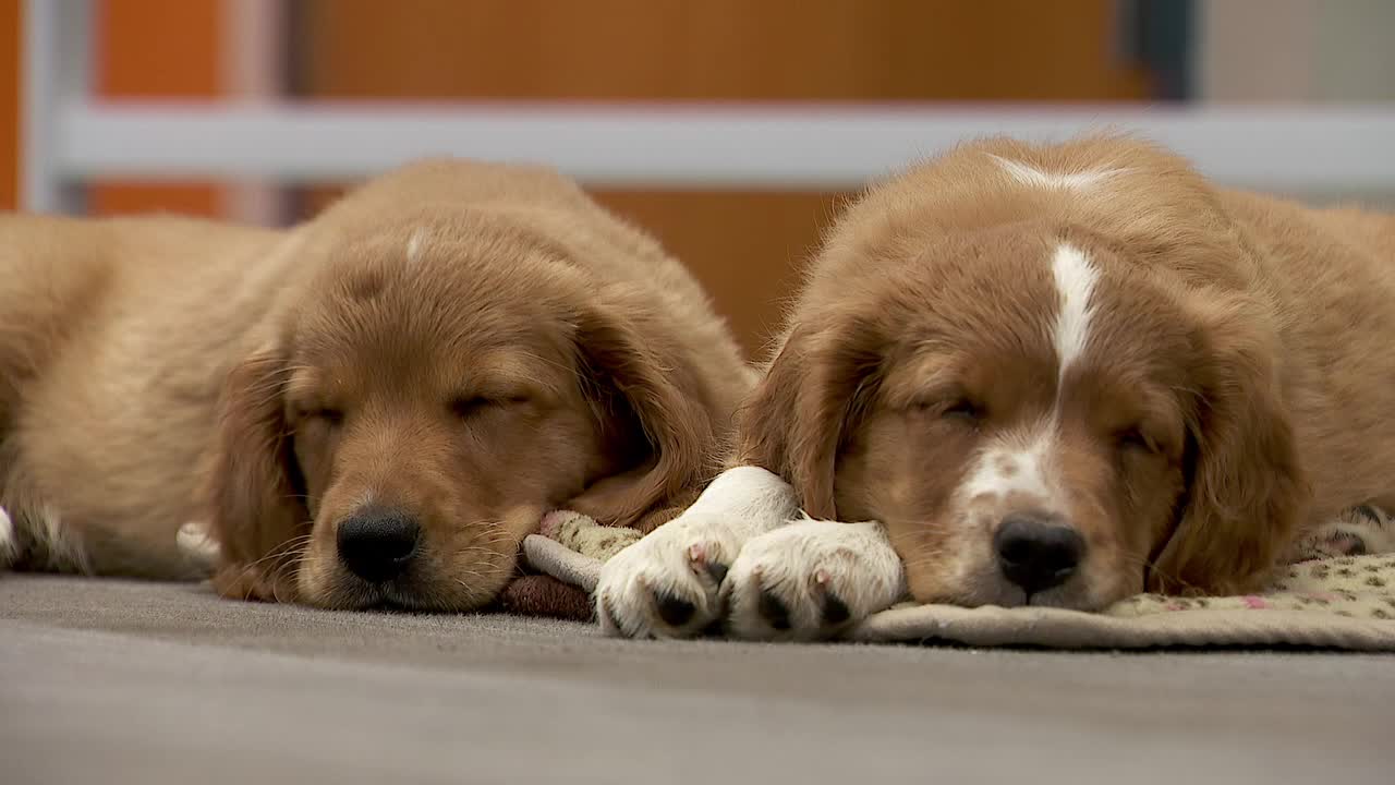36 dogs rescued from unlicensed breeder in Cass County — Columbia Heights Community news